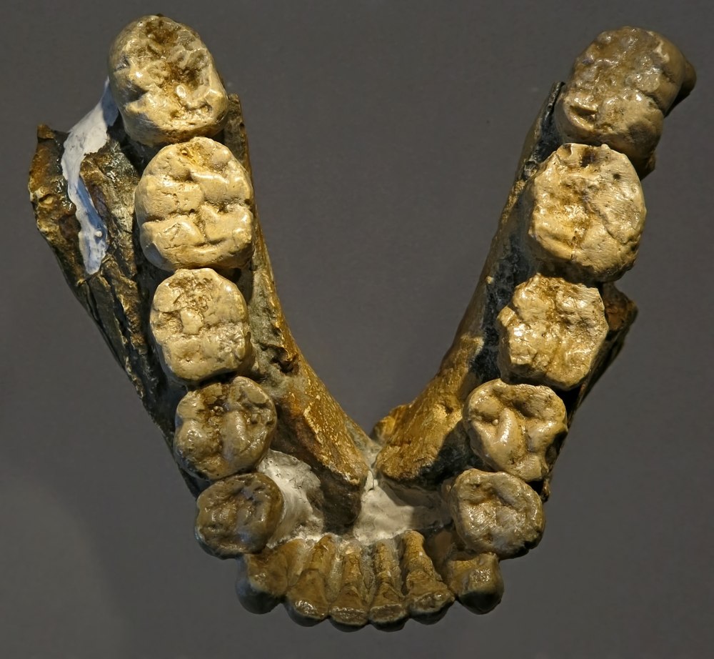 Парантропа Бойса (Paranthropus boisei