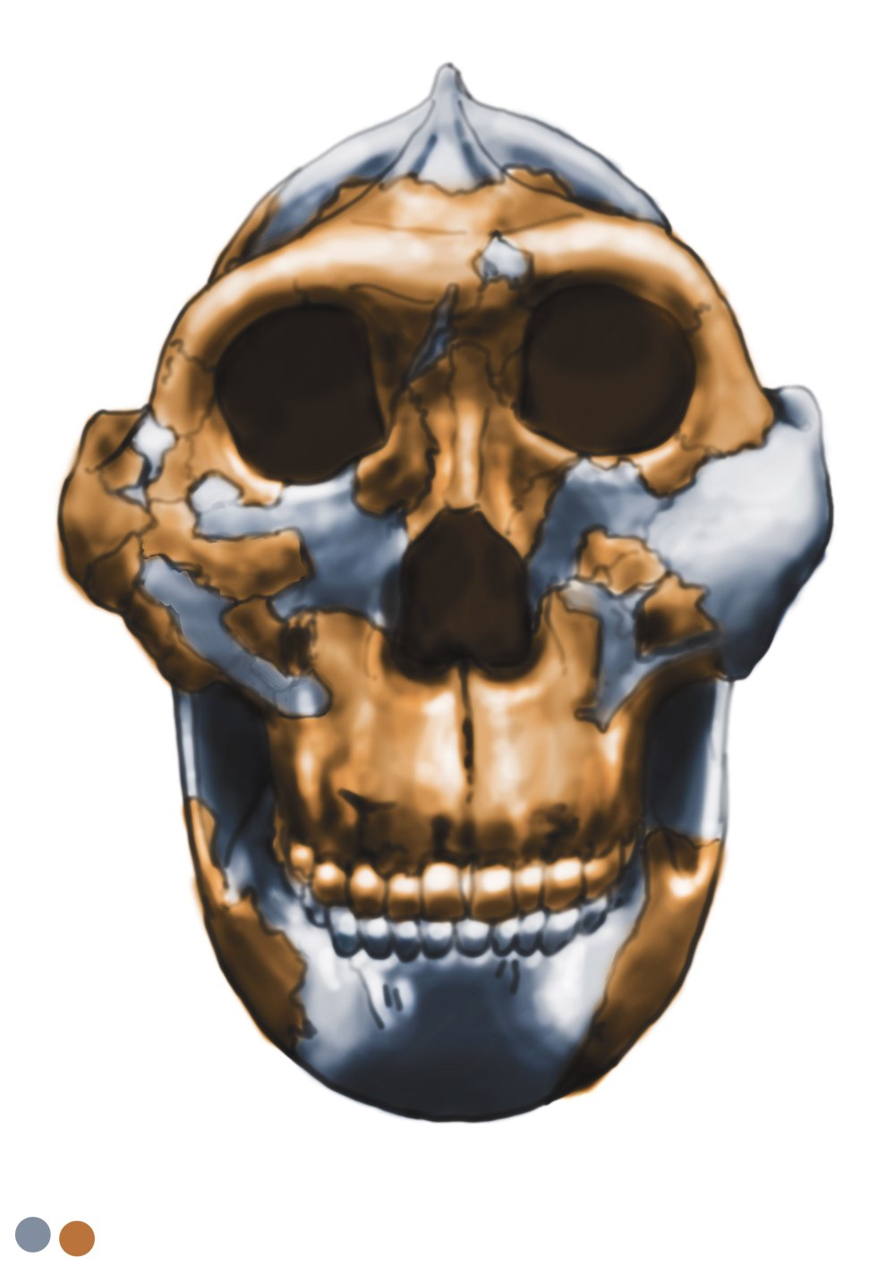 Paranthropus boisei