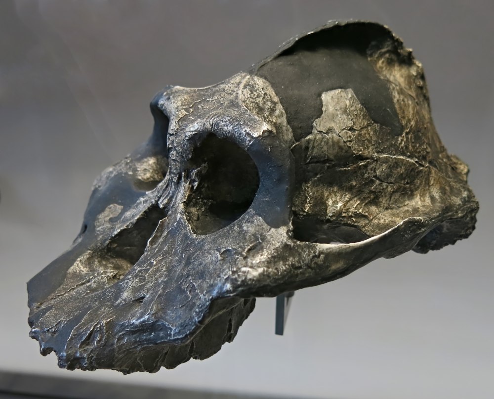 Эфиопский парантроп (Paranthropus aethiopicus).