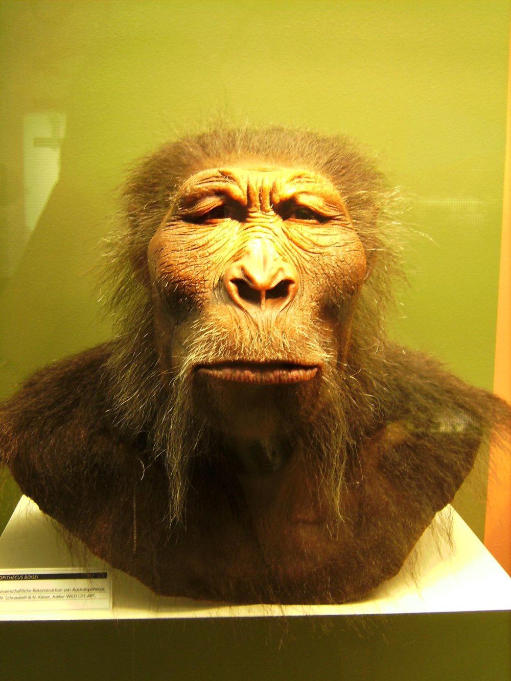 Парантропа Бойса (Paranthropus boisei