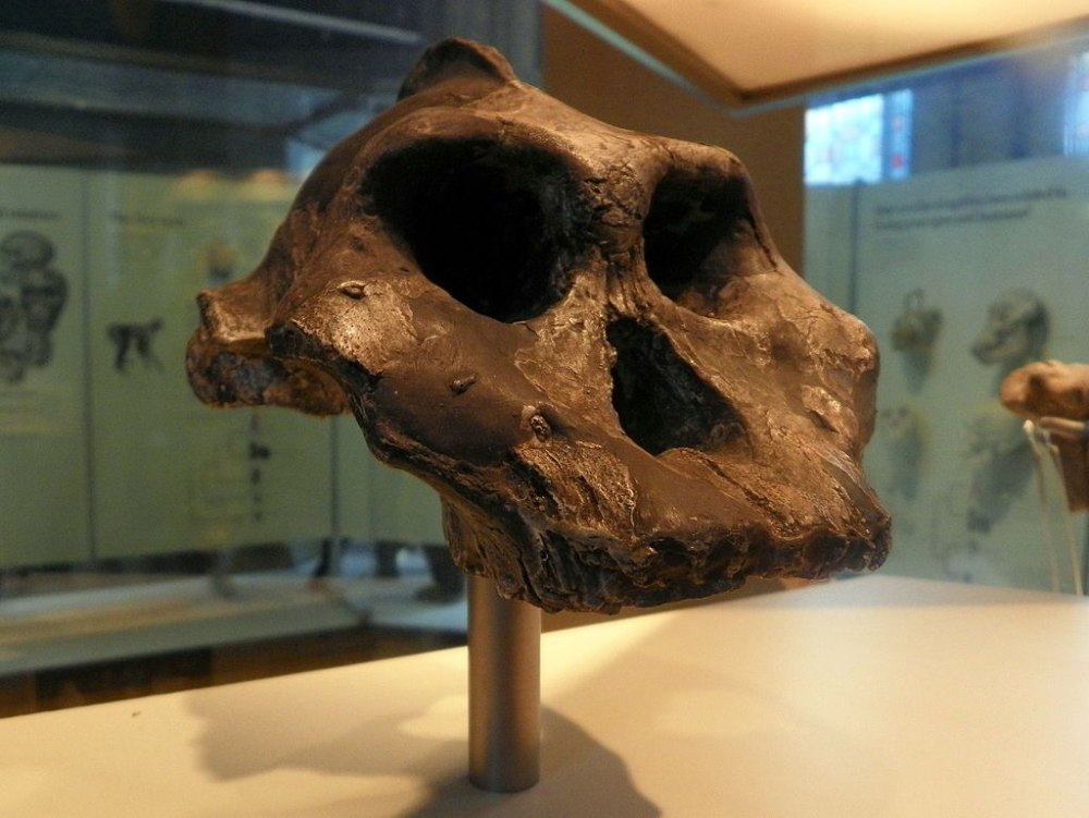 Paranthropus aethiopicus