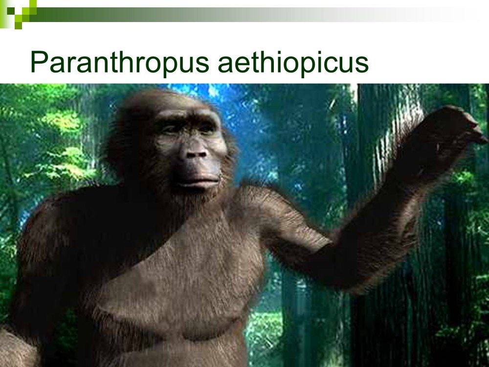 Эфиопский парантроп (Paranthropus aethiopicus).
