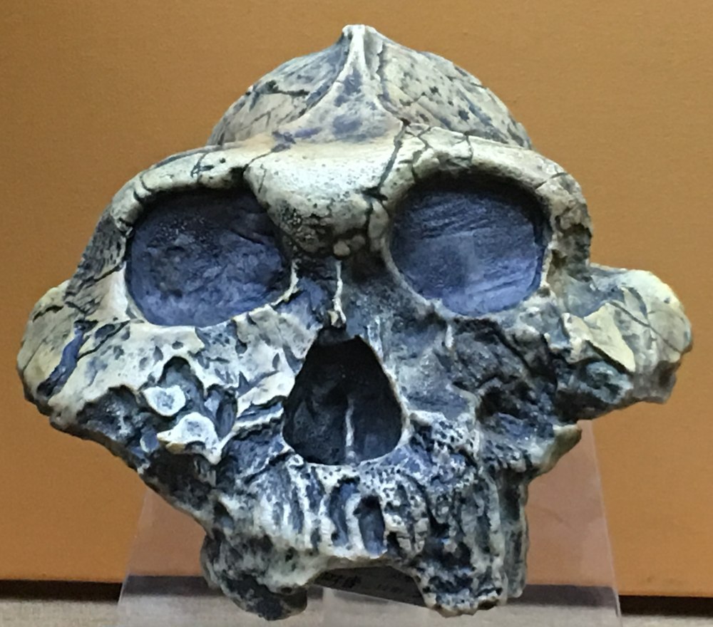 32.Paranthropus boisei KNM-WT 17400 bosh suyagi. 104 Ochiq burchakda.