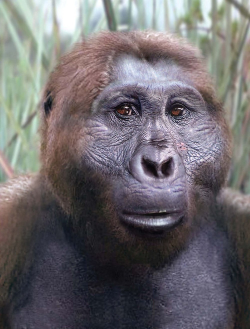 Парантропа Бойса (Paranthropus boisei