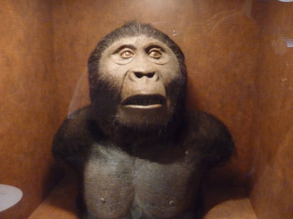Paranthropus aethiopicus