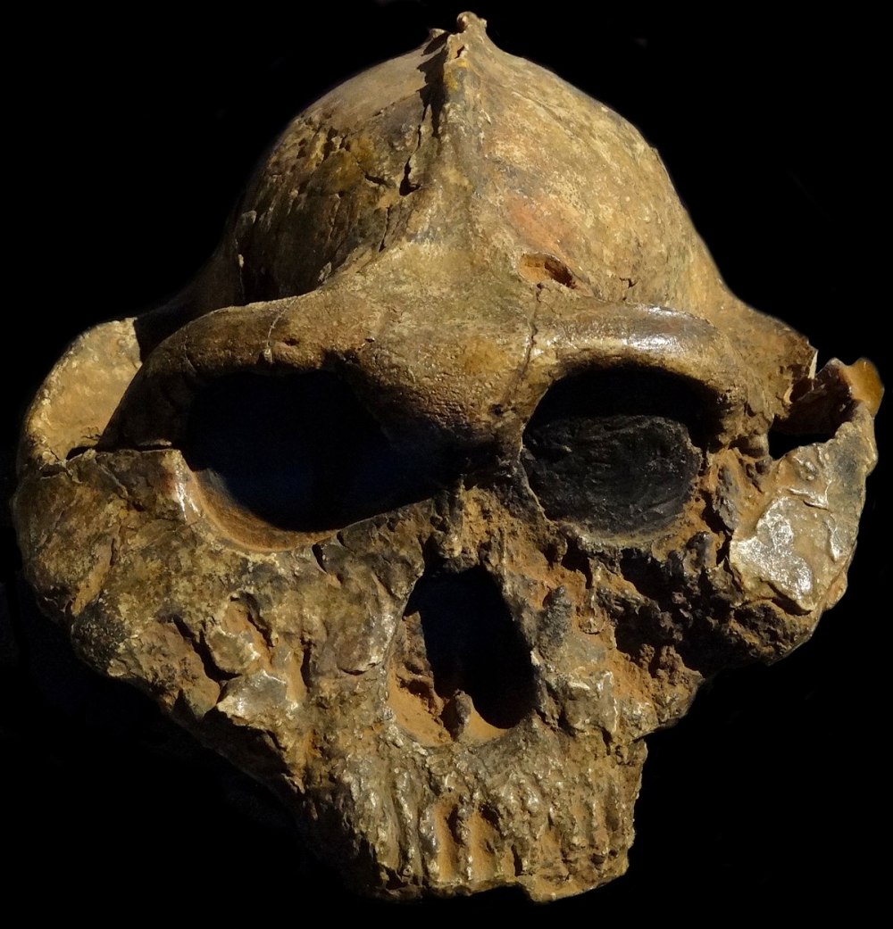 Парантропа Бойса (Paranthropus boisei