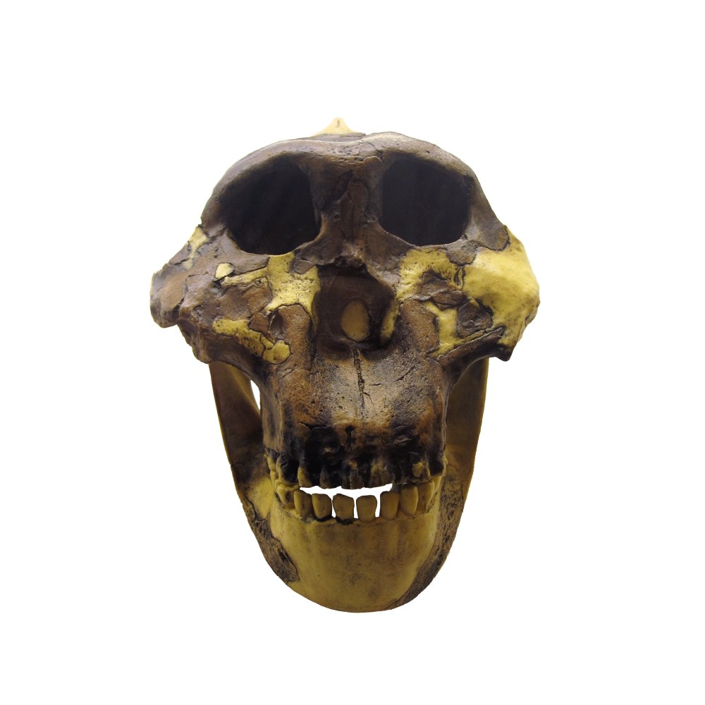 Paranthropus boisei