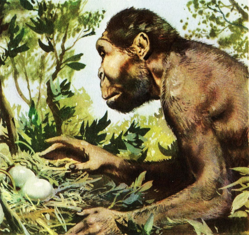Paranthropus robustus
