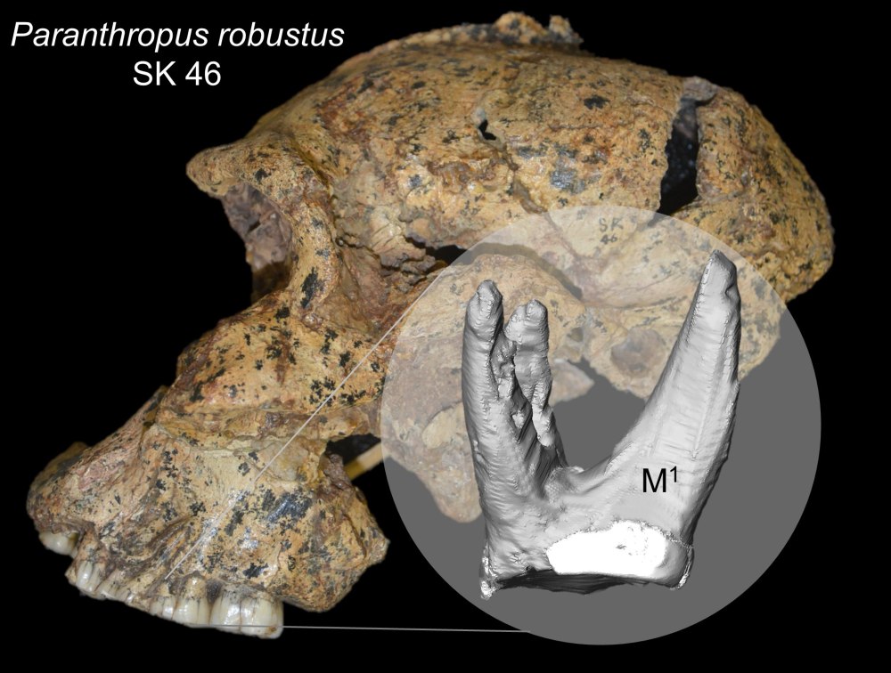 A. robustus социальная организация