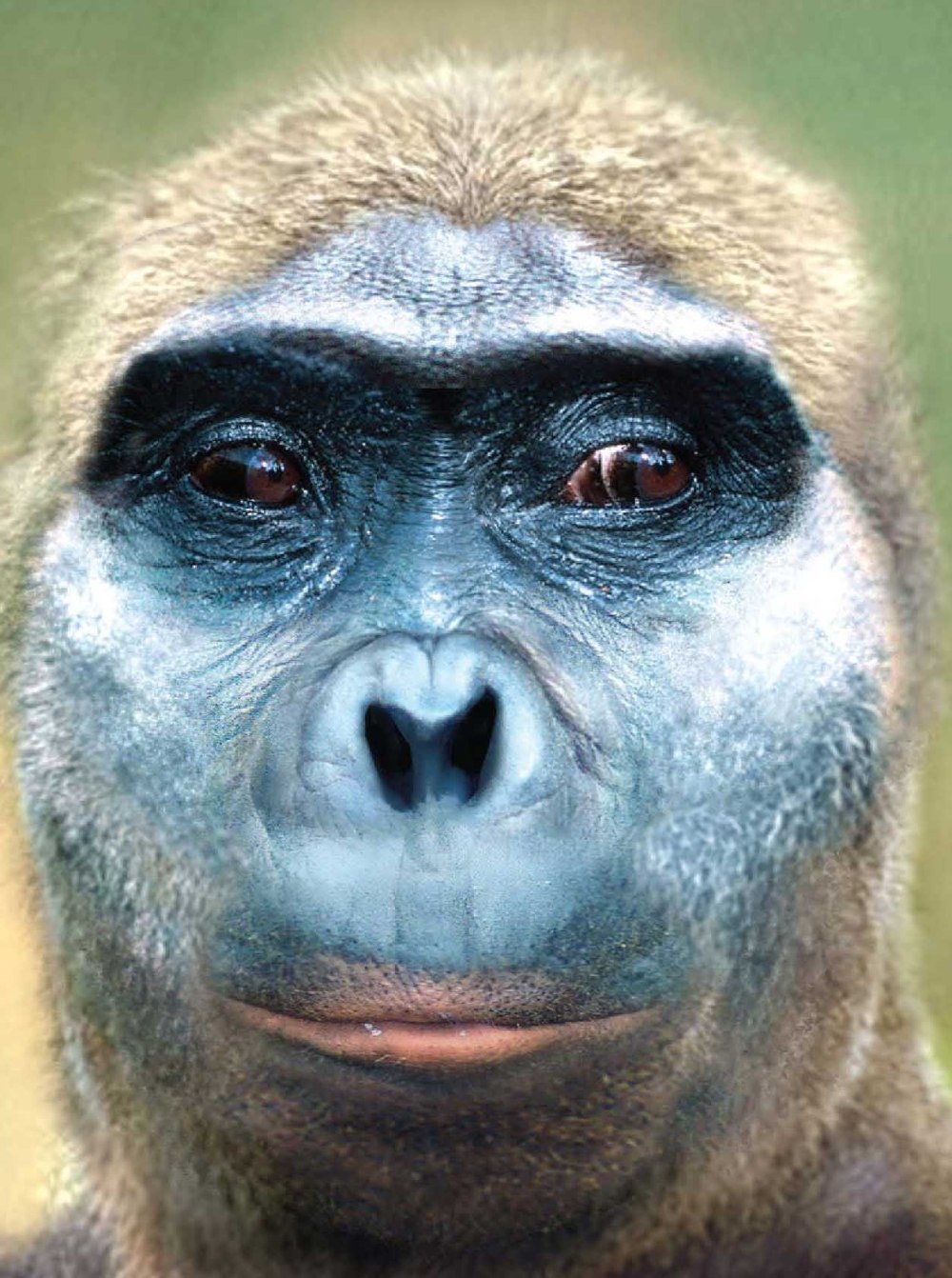 Paranthropus aethiopicus