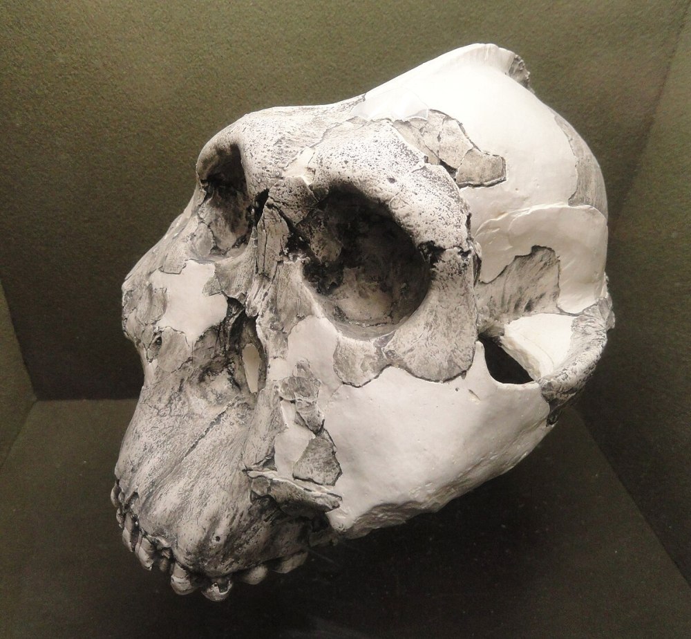Парантропа Бойса (Paranthropus boisei