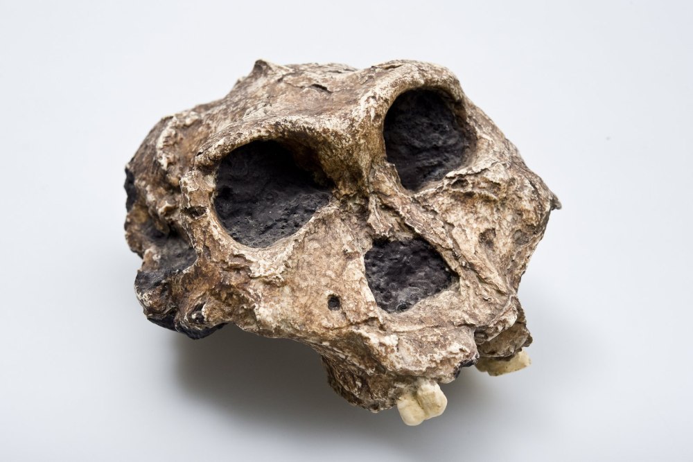 Paranthropus robustus