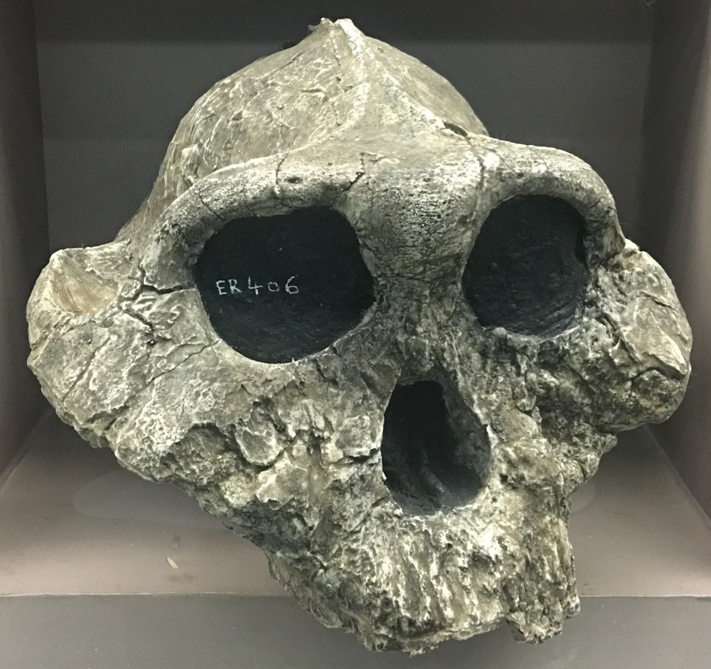 Рис. 27. Череп Paranthropus boisei KNM-er 406.
