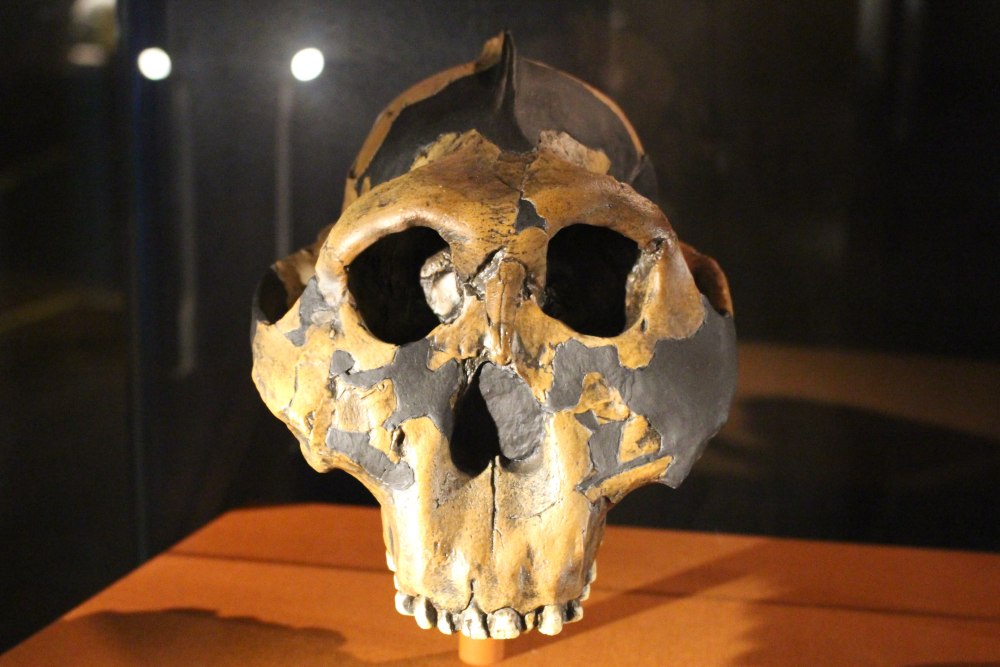 32.Paranthropus boisei KNM-WT 17400 bosh suyagi. 104 Ochiq burchakda.
