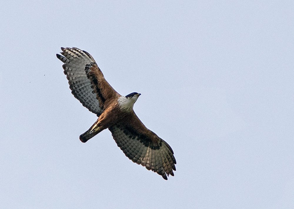 Rufous-bellied Eagle