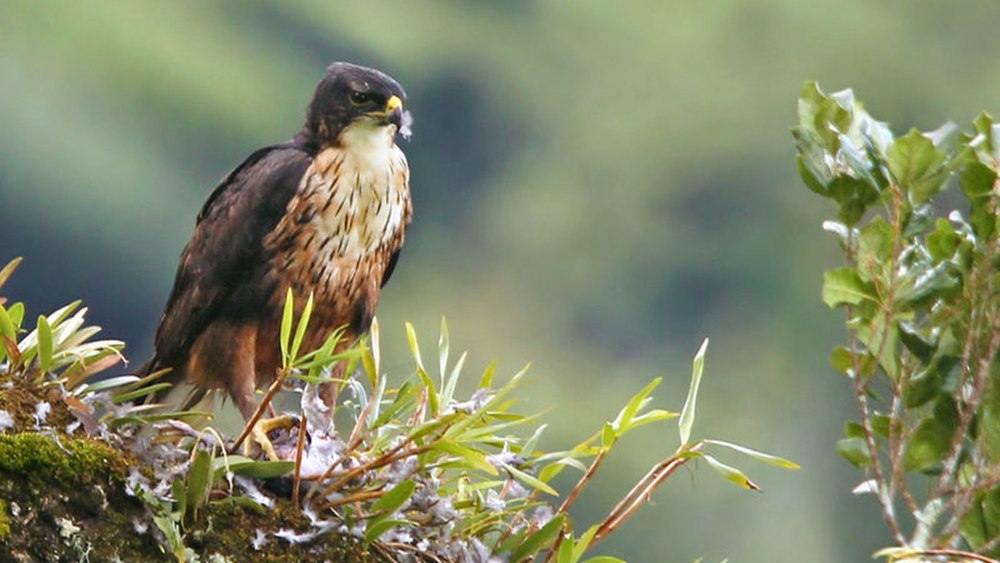 Rufous-bellied Eagle