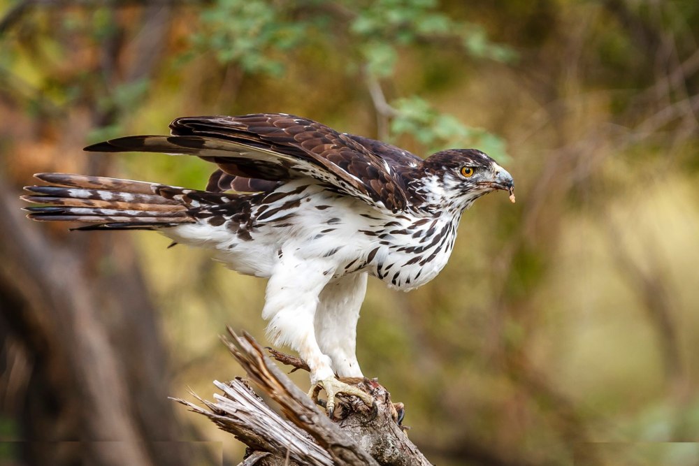 Cassin's Hawk-Eagle