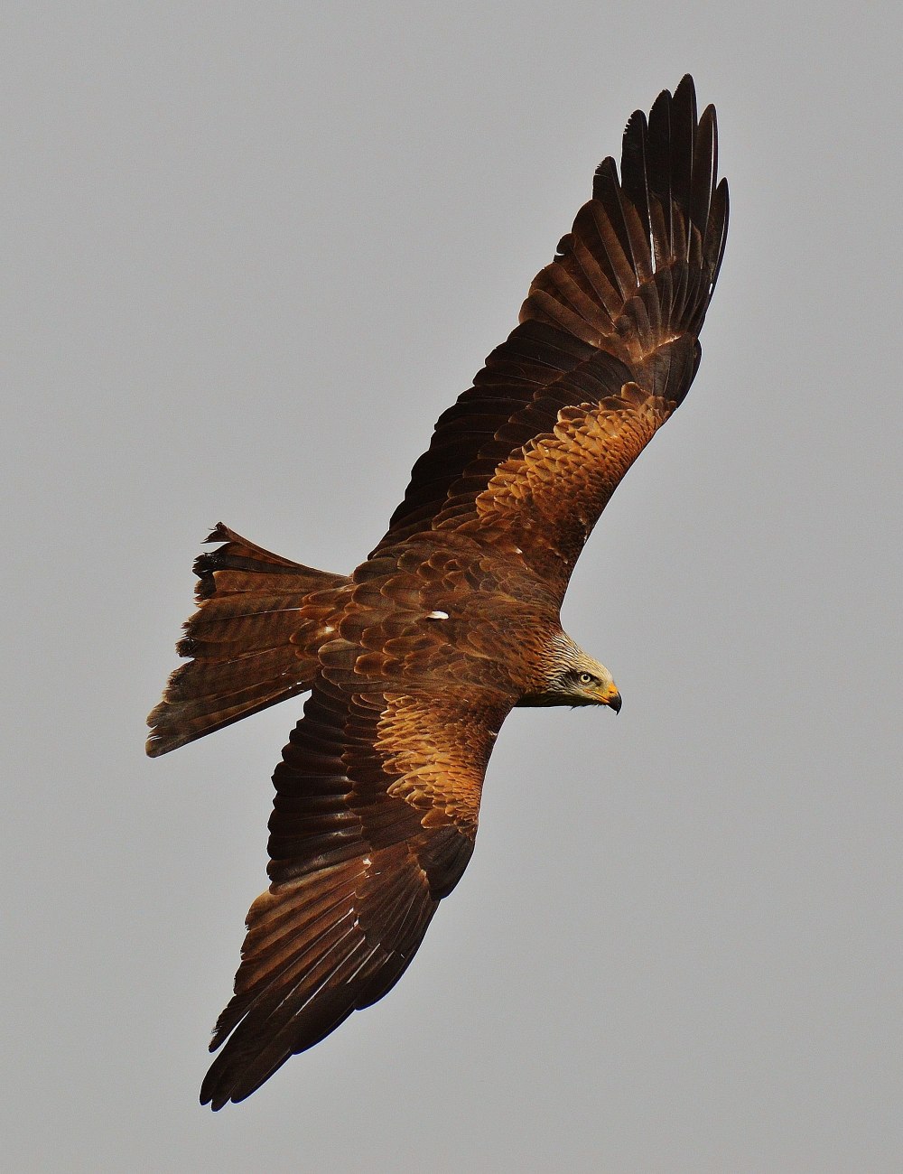 Красный Коршун Milvus Milvus