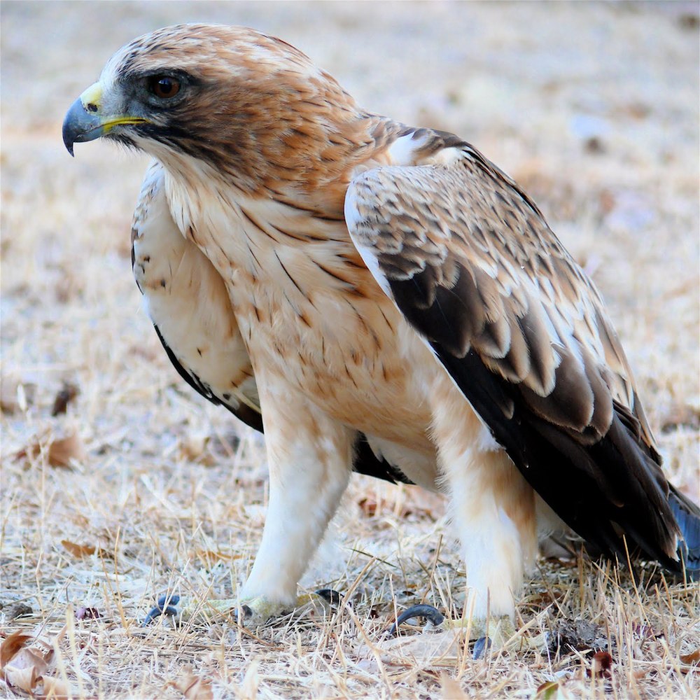 Орёл-карлик (Aquila pennata)