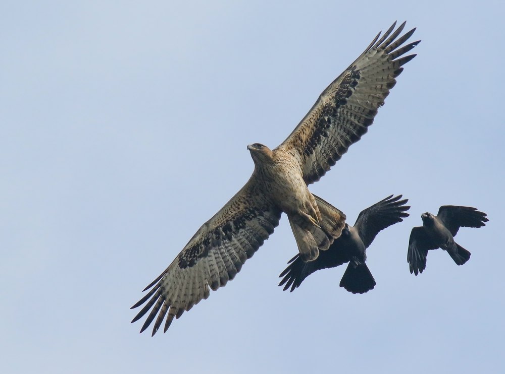 Bonelli's Eagle