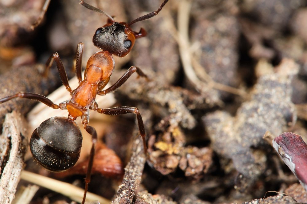 Малые муравейницы