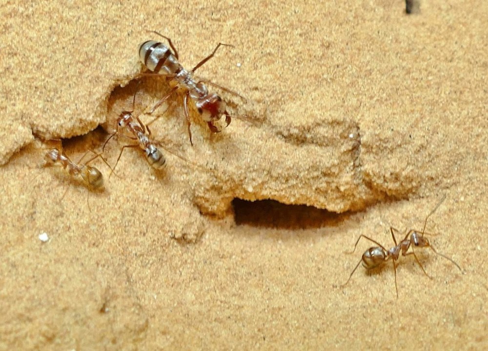 Cataglyphis bombycina