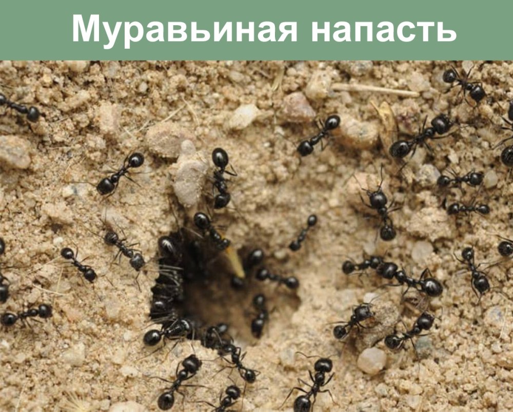 Муравьи на грядке