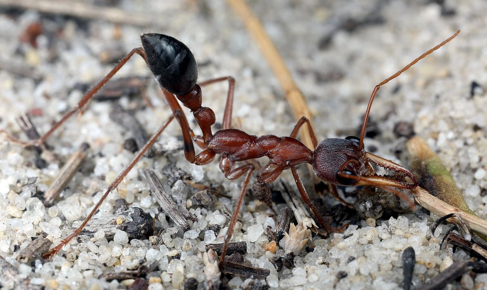 Camponotus Gigas матка