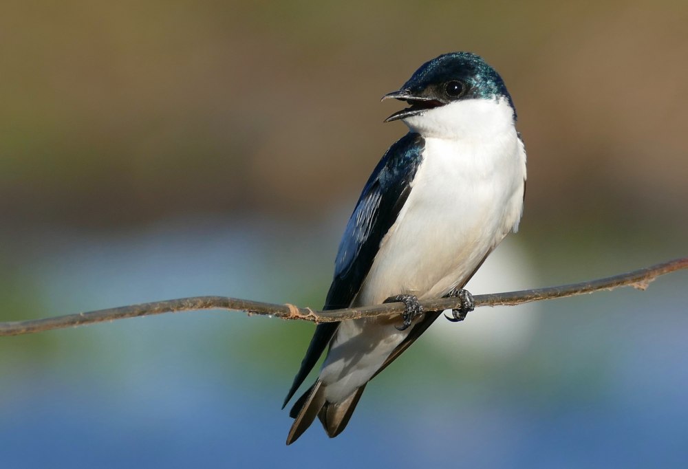 Tachycineta stolzmanni)