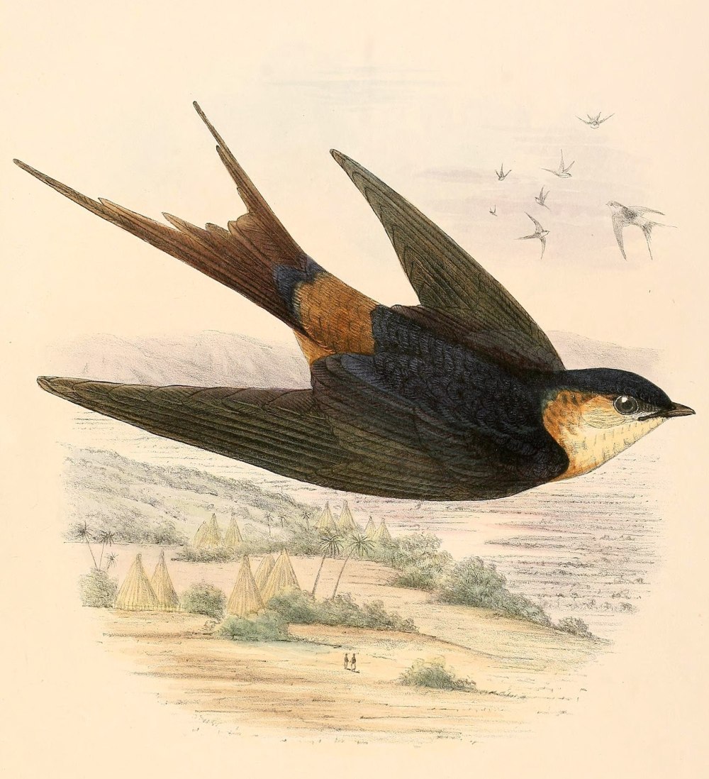 Cecropis semirufa