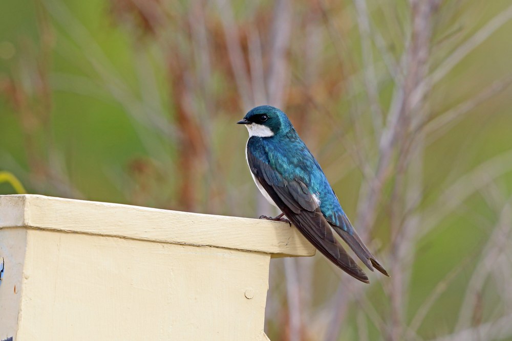 Древесной ласточки Tachycineta bicolor
