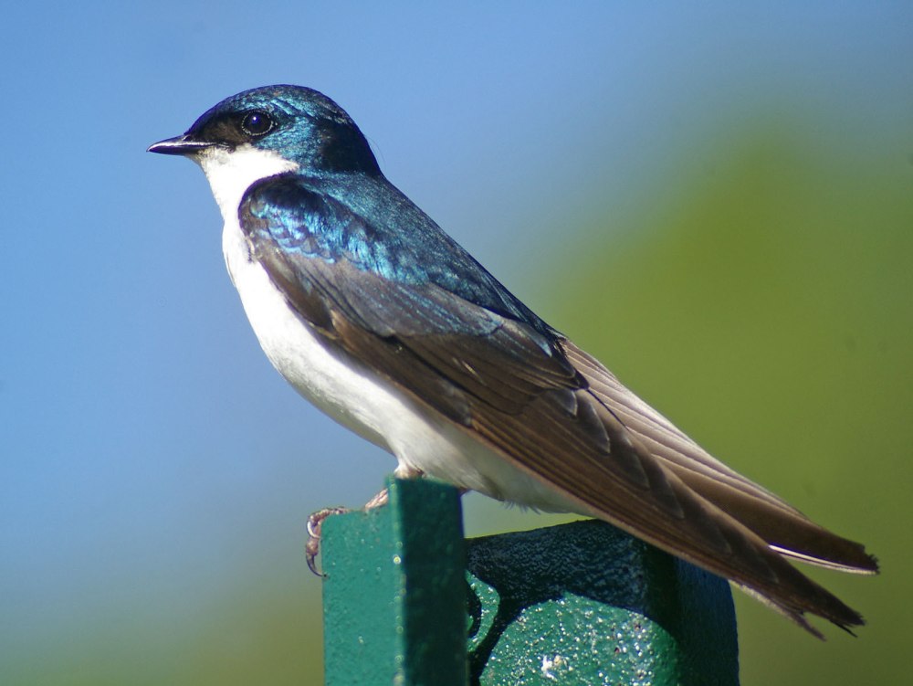 Tree swallow