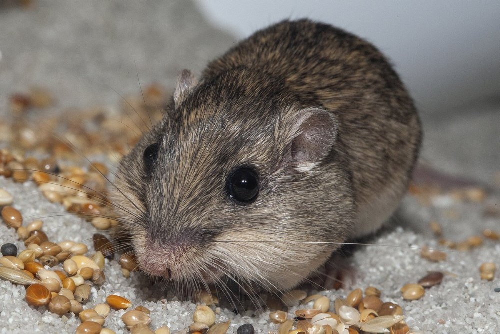 Хомячок серый (Cricetulus migratorius)
