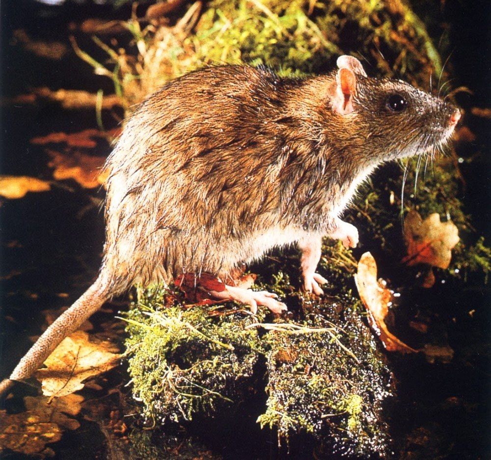 Серая крыса (Rattus norvegicus berkenhout, 1769)