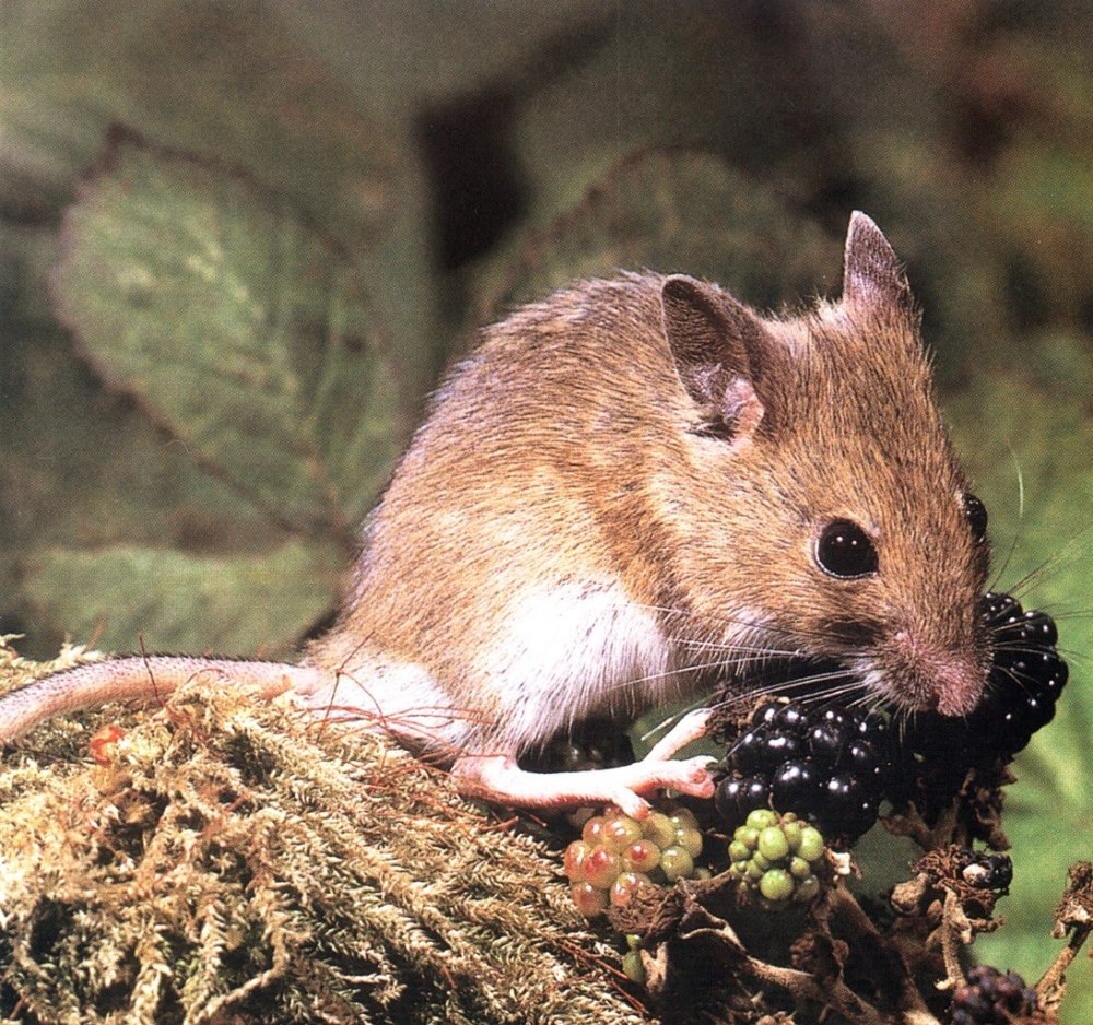 Лесная мышь (Apodemus sylvaticus)