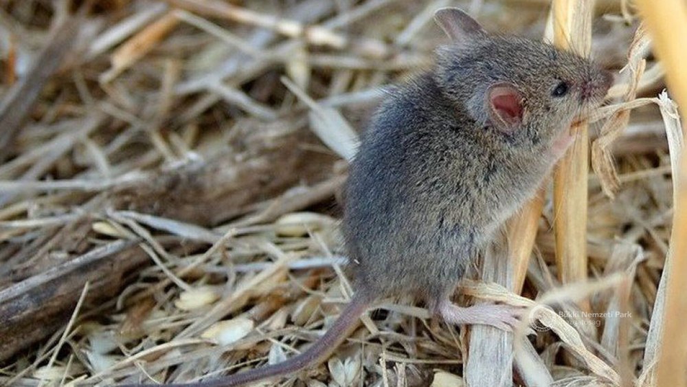 Домовая мышь mus musculus Linnaeus