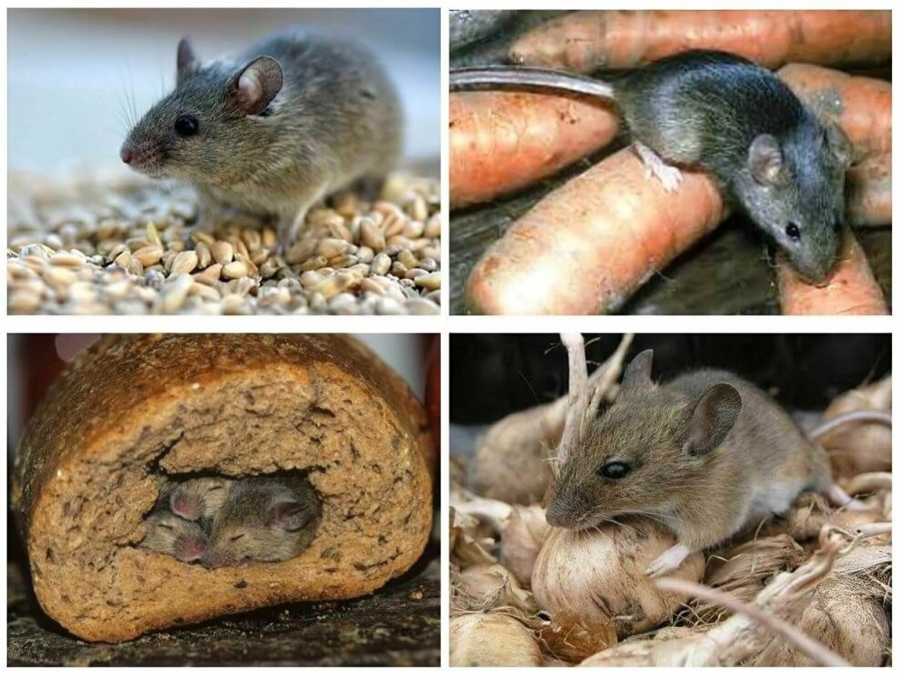 Мышь полевка и мышь домовая