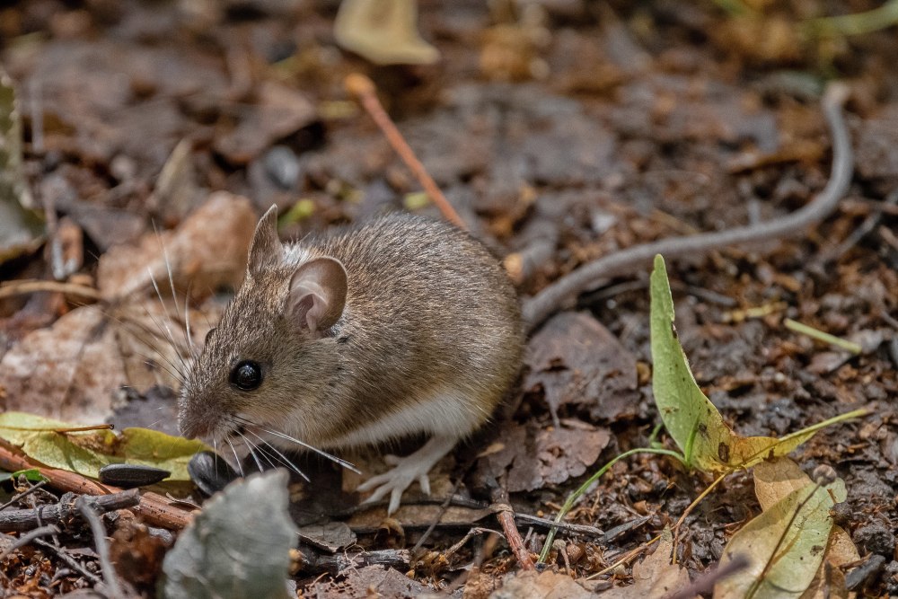 Apodemus uralensis