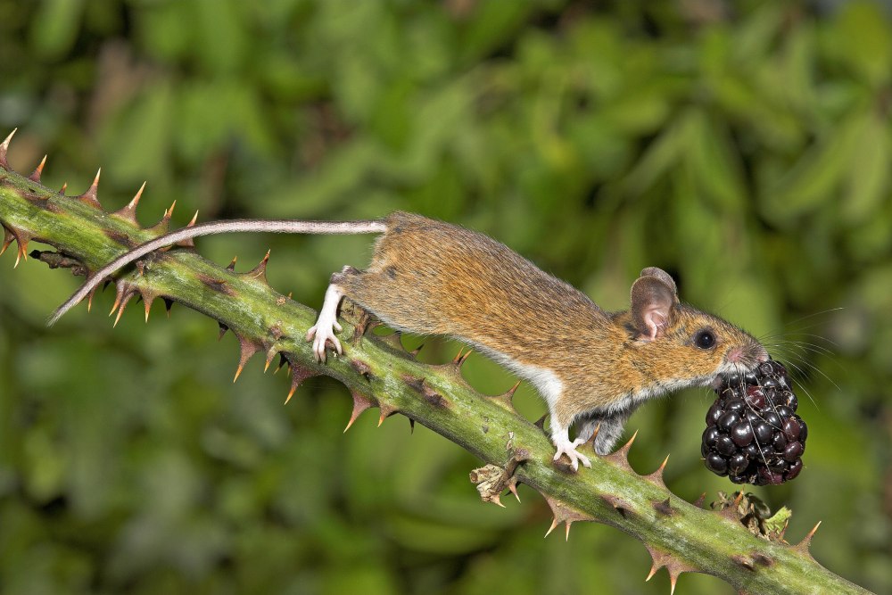 Apodemus uralensis