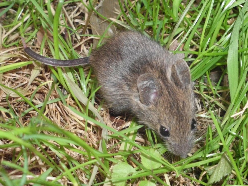 Mus musculus домовая мышь