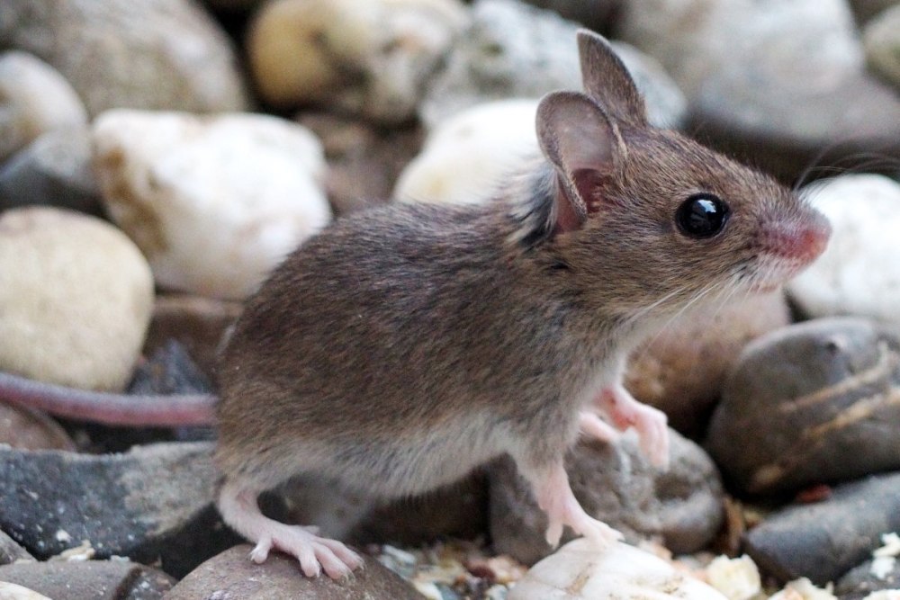 Apodemus sylvaticus