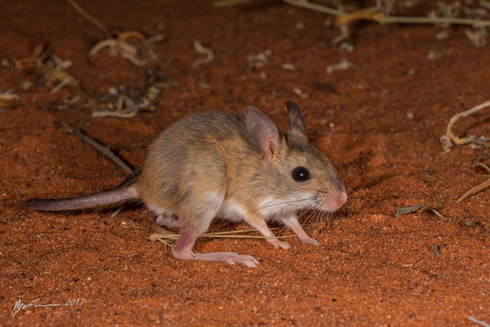 Notomys fuscus