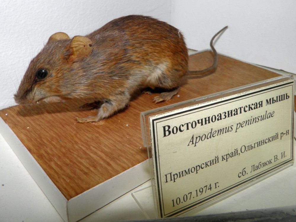 Apodemus peninsulae
