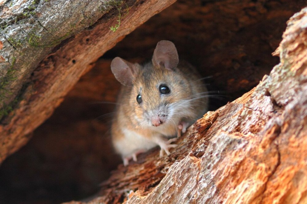 Лесная мышь (Apodemus sylvaticus)