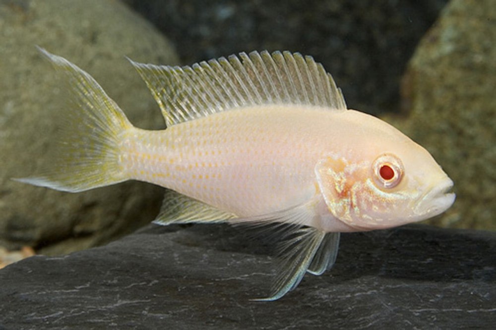 Neolamprologus brichardi Albino