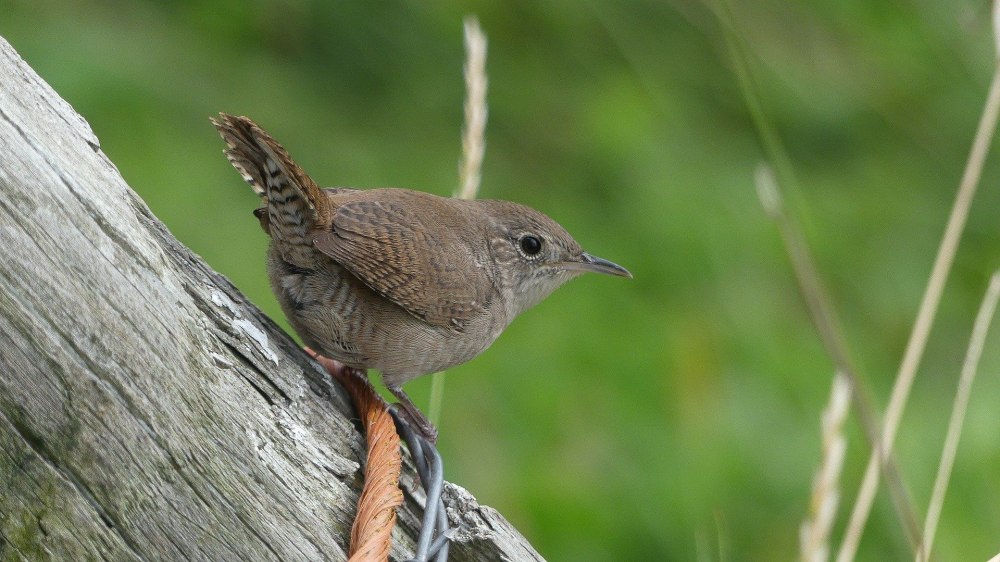 Olive Wren