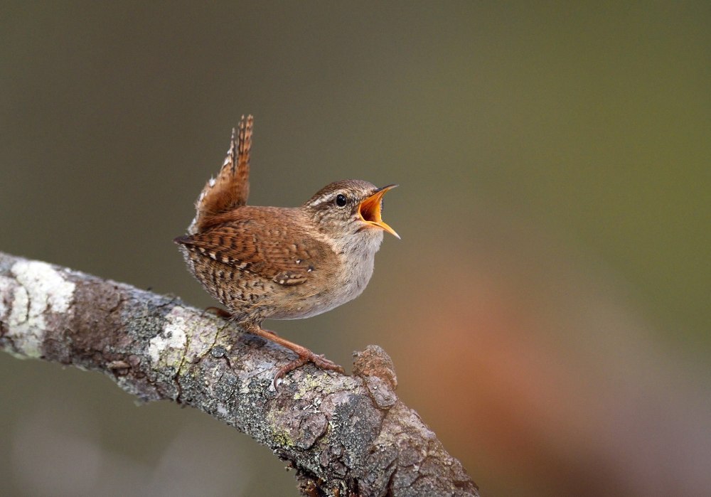 Крапивник обыкновенный (Troglodytes Troglodytes