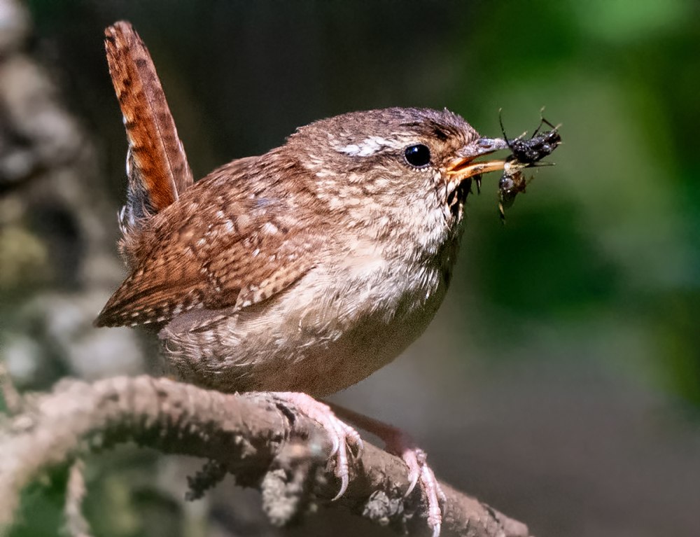 Крапивник Troglodytes Troglodytes