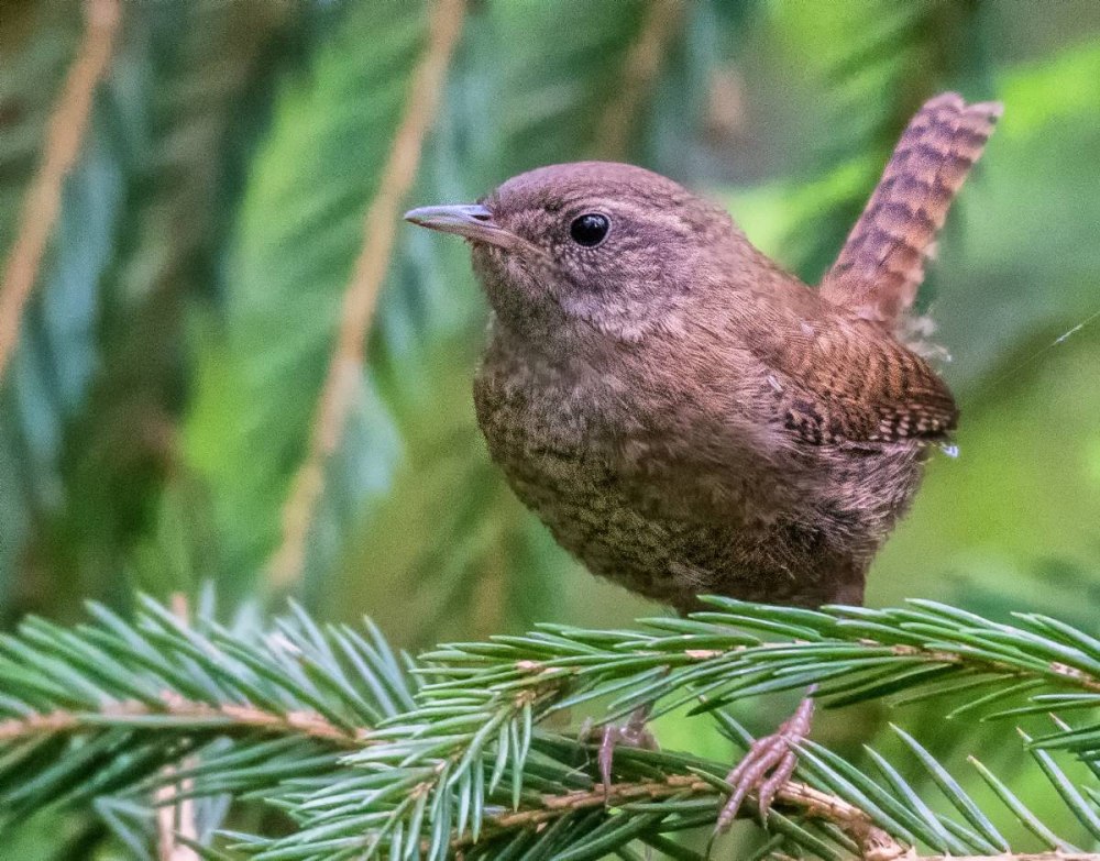Крапивник Troglodytes Troglodytes