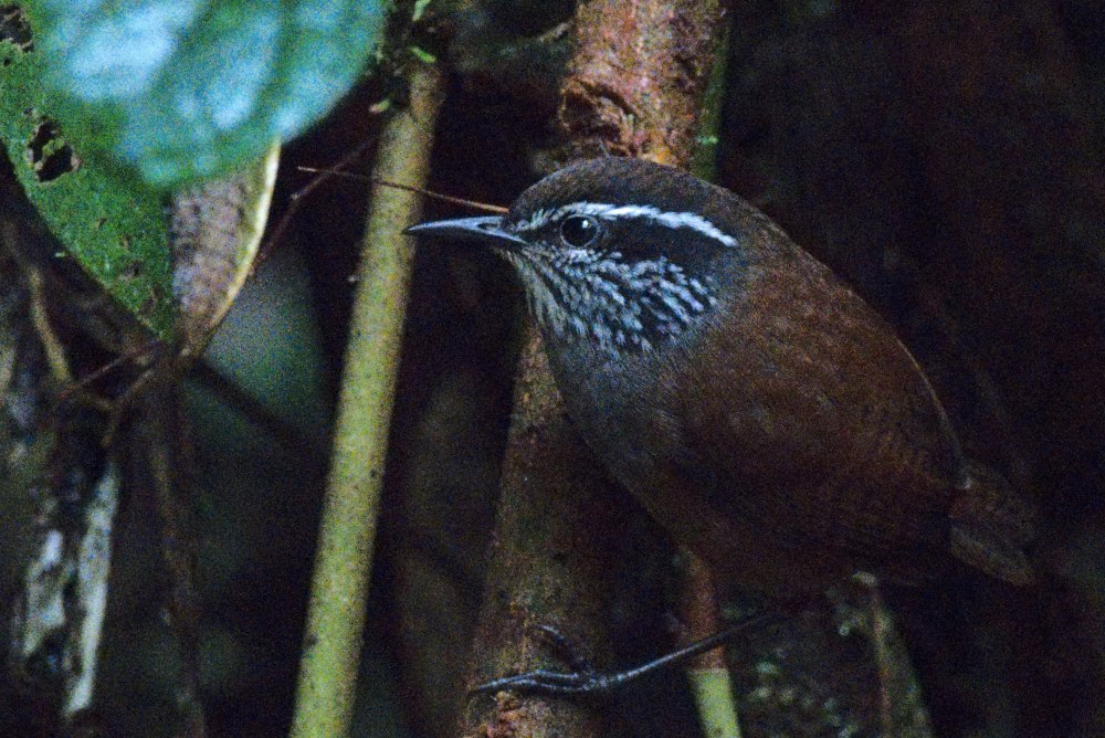 Meltonian Wren's Dubbin